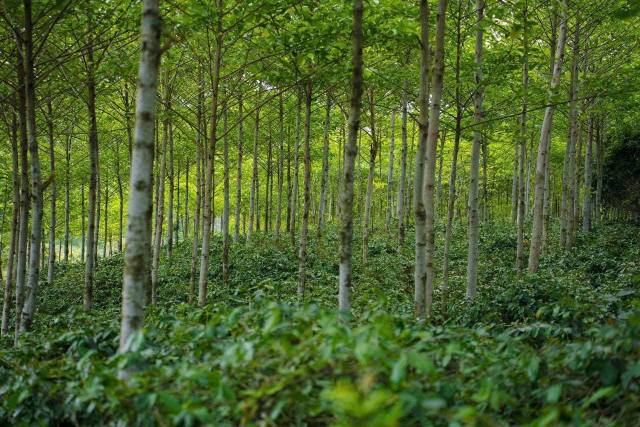 Multi-layer forest canopy shading the coffee