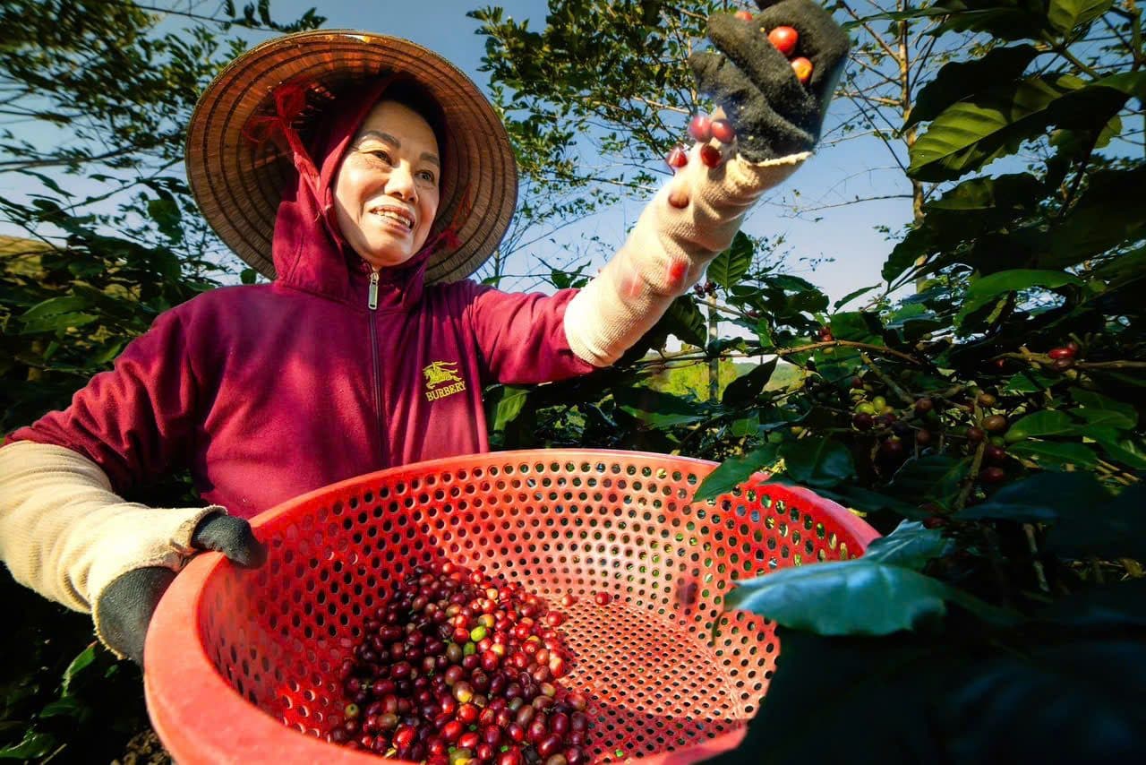 Selective hand-picking of ripe coffee cherries