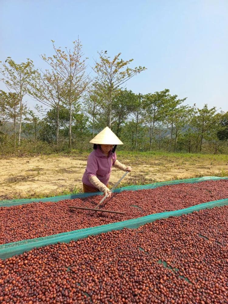 Turning cherries during processing