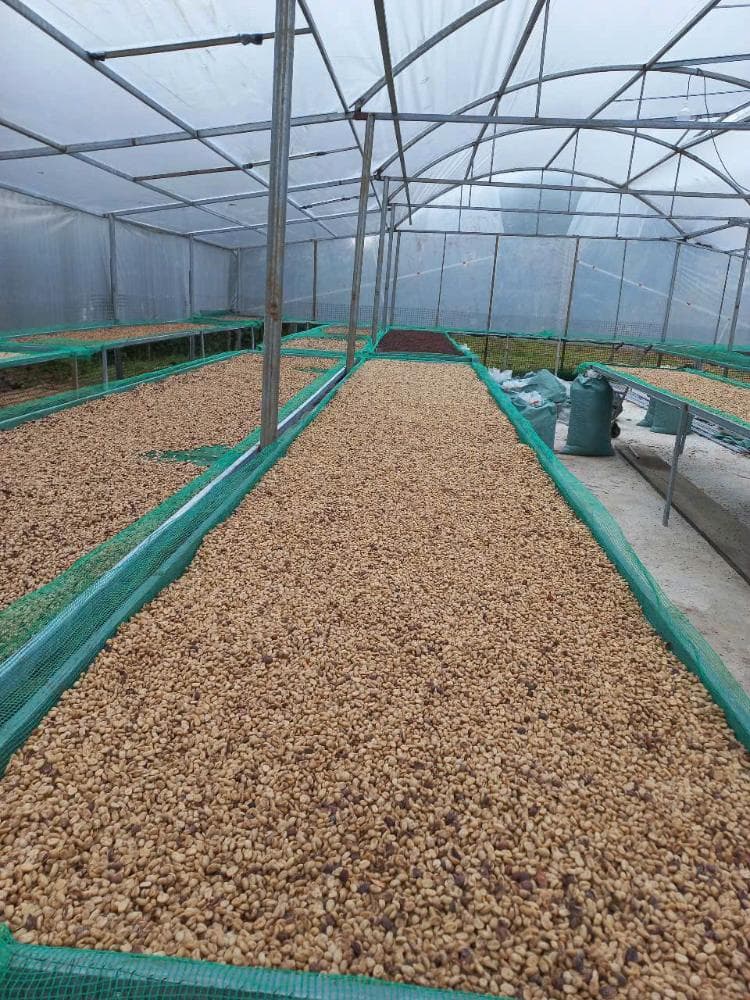 Greenhouse drying